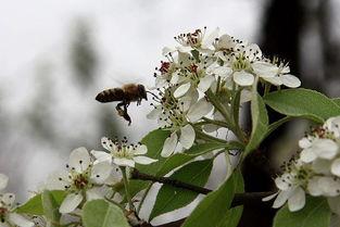 县花的资料,揭秘我国县域特色花卉的魅力